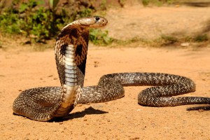 la cobra india