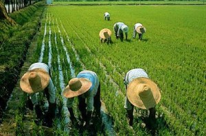(El arroz es uno de los celerales con mayor producción mundial)